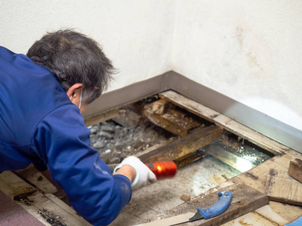 Best Emergency Mold Removal  in Maria Stein, OH