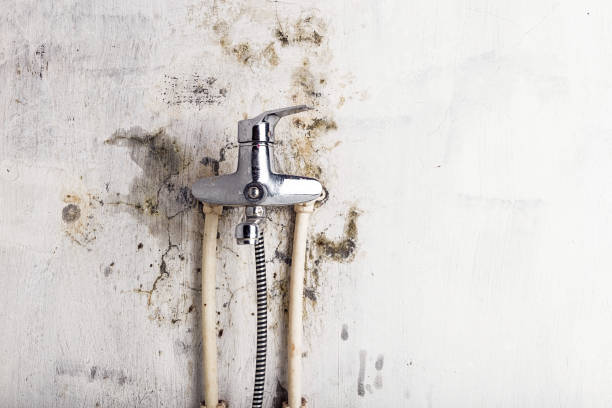 Best Fast Mold Removal  in Maria Stein, OH