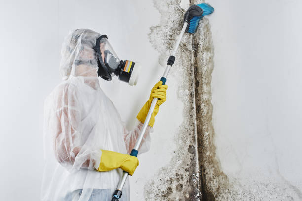 Best Mold Removal Process  in Maria Stein, OH