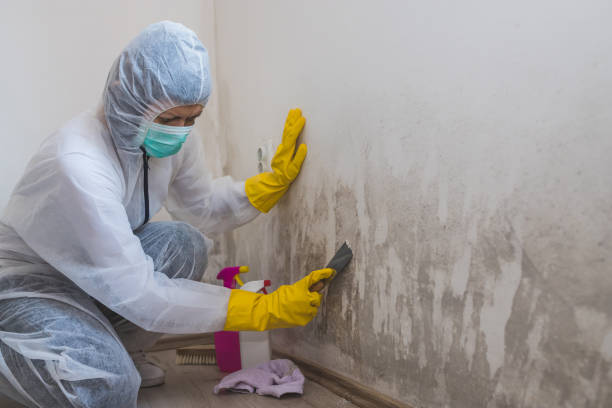 Best Toxic Mold Removal  in Maria Stein, OH
