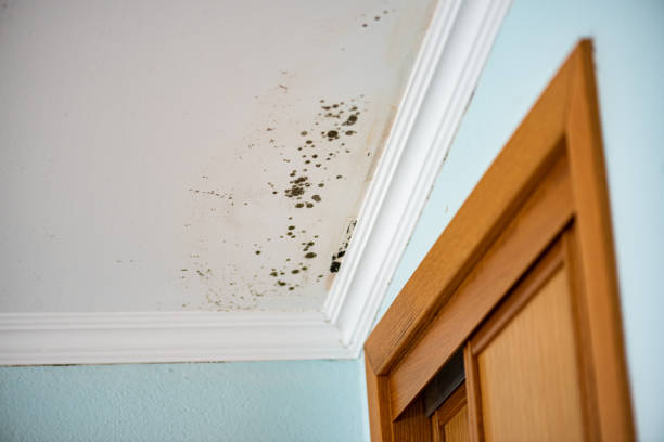 Best Local Mold Removal Service  in Maria Stein, OH