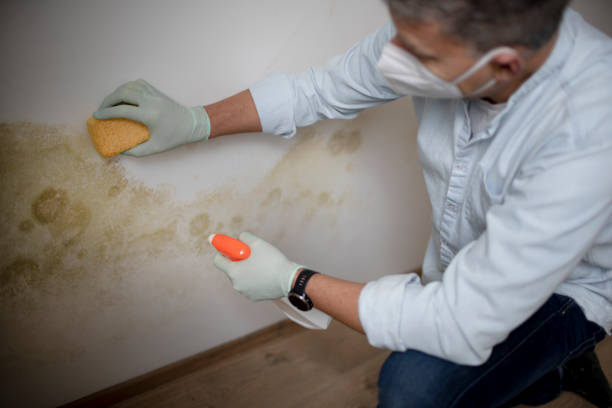 Best Black Mold Removal  in Maria Stein, OH