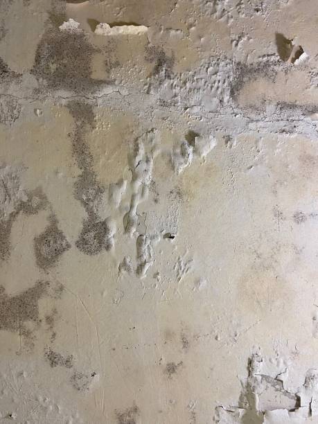Best Mold Testing  in Maria Stein, OH