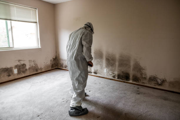 Best Mold Remediation Experts  in Maria Stein, OH