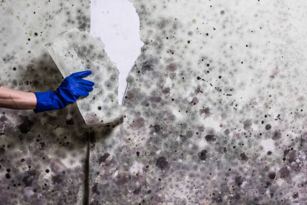 Attic Mold Removal in Maria Stein, OH