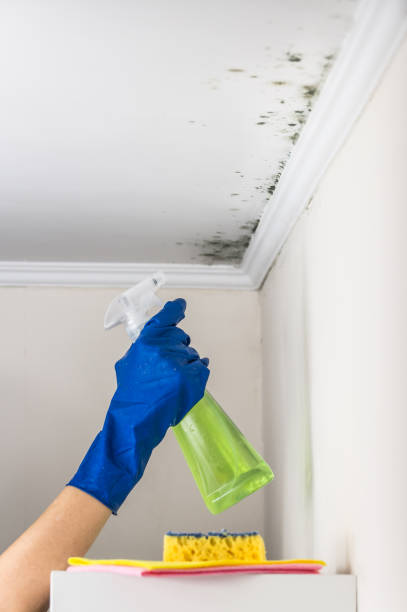 Mold Removal Process in Maria Stein, OH