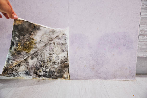 Best Attic Mold Removal  in Maria Stein, OH